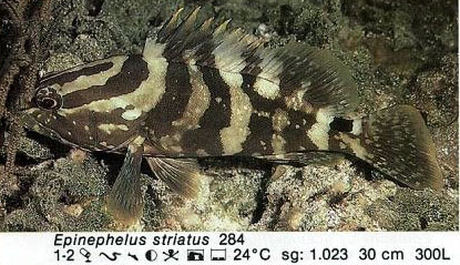 Epinephelus striatus